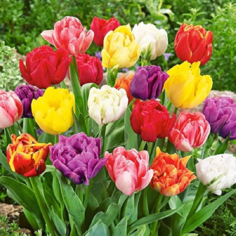Tulip - Tulipa for planting in home garden